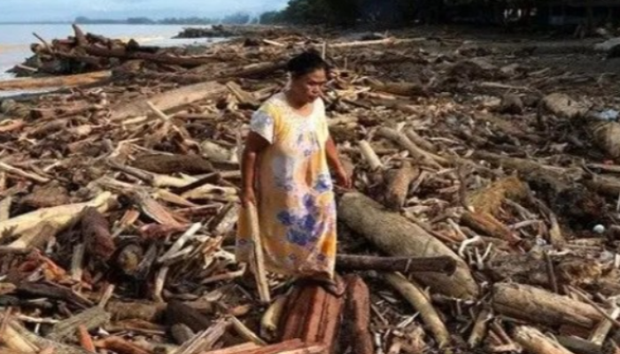 Pemerintah Izinkan Pemanfaatan Kayu Gelondongan Pascabanjir