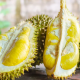 Durian, Buah Tropis Kaya Nutrisi yang Digemari Masyarakat Asia Tenggara