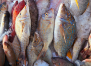 Kandungan Nutrisi Ikan Segar dan Dampaknya bagi Kesehatan
