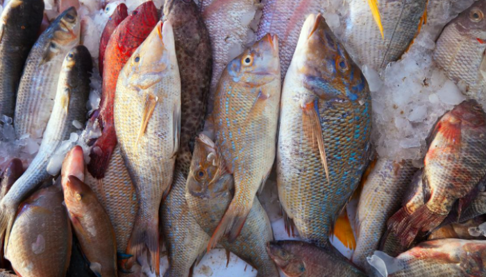 Kandungan Nutrisi Ikan Segar dan Dampaknya bagi Kesehatan