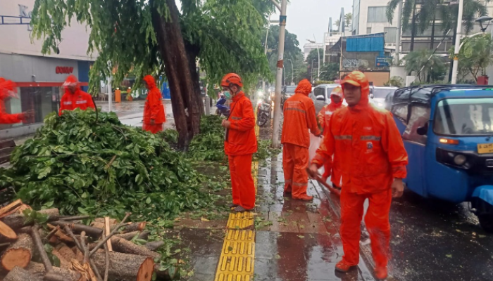 Cuaca Ekstrem, Pohon Besar Roboh di Kemang Raya Jakarta Selatan