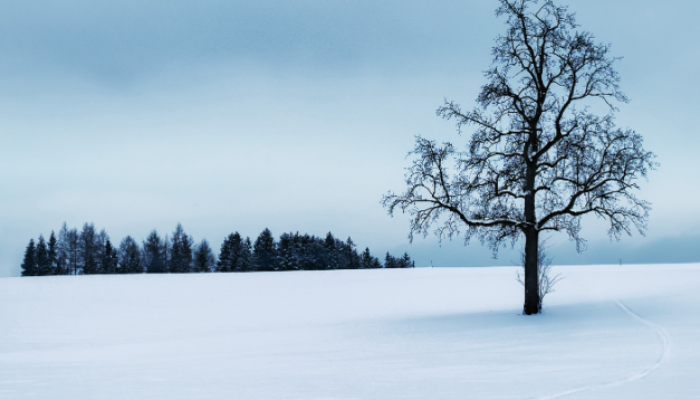 Liburan Salju Tanpa Visa, Ini 5 Destinasi Winter Holiday Favorit Pemegang Paspor Indonesia