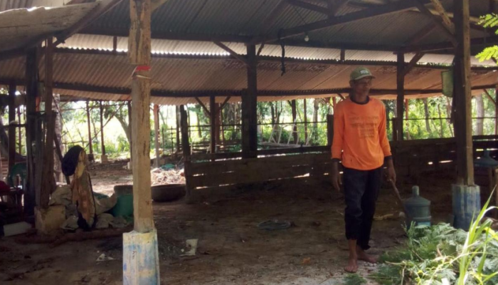 Menjelang Idul Adha, Aksi Pencurian Sapi di Tuban Kian Meresahkan Peternak